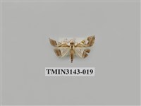 藏品(螟蛾290)的圖片
